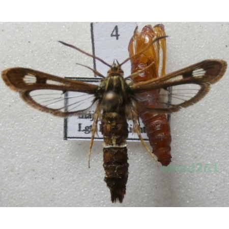 Chamaesphecia palustris Kautz, 1927 Przeziernik bagienny Slovakia4